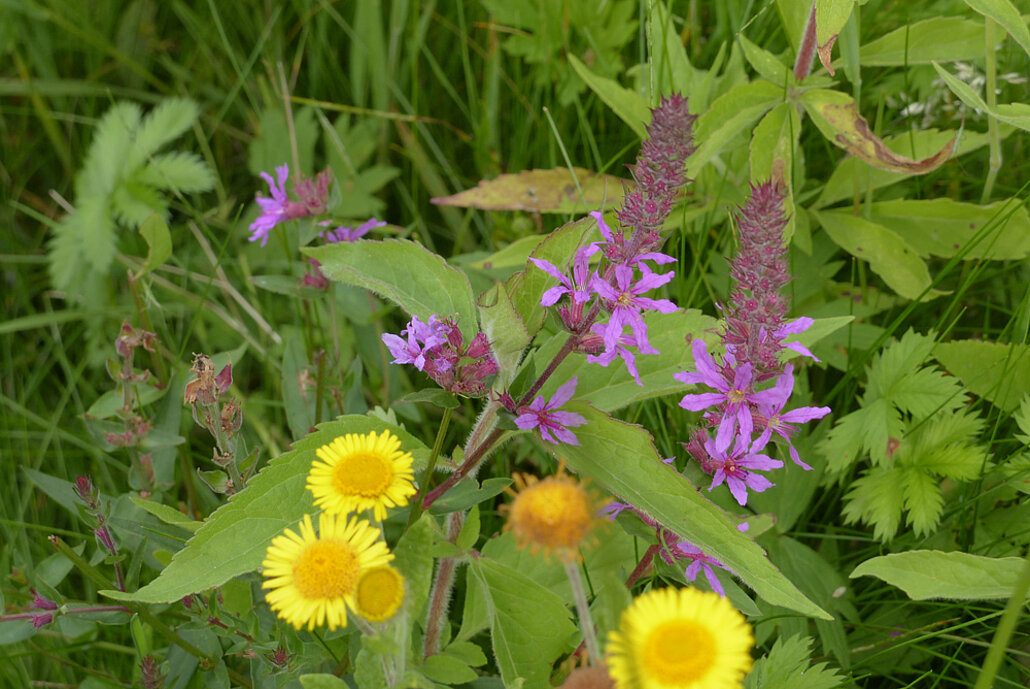 Biodiversitätsinsel Hestermanngebiet Recklinghausen Wiesenblumen