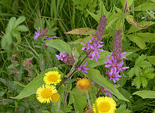 Biodiversitätsinsel Hestermanngebiet Recklinghausen Wiesenblumen