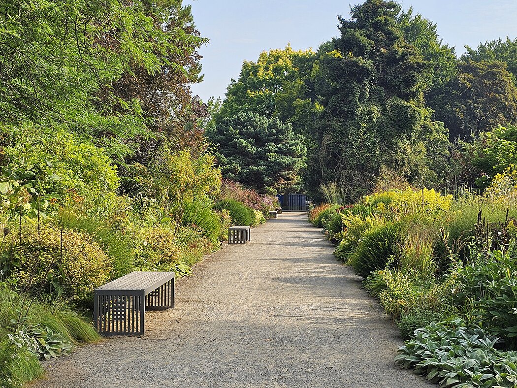 StaudenbeetRombergpark_Dortmund_Gesella_2025 Links und rechts eines Weges liegen bunte Beete mit Stauden