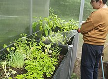 Schrebergarten-Bienenreich_WGD Mitte_2026 Gießen im Gewächshaus