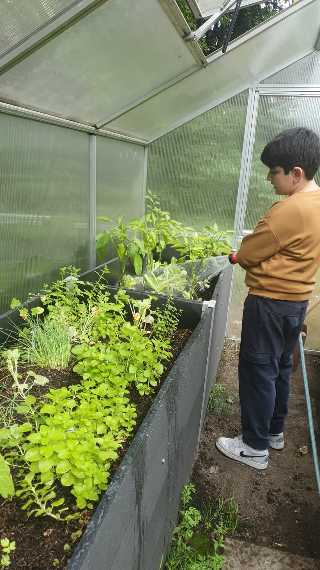 Schrebergarten-Bienenreich_WGD Mitte_2026 Gießen im Gewächshaus
