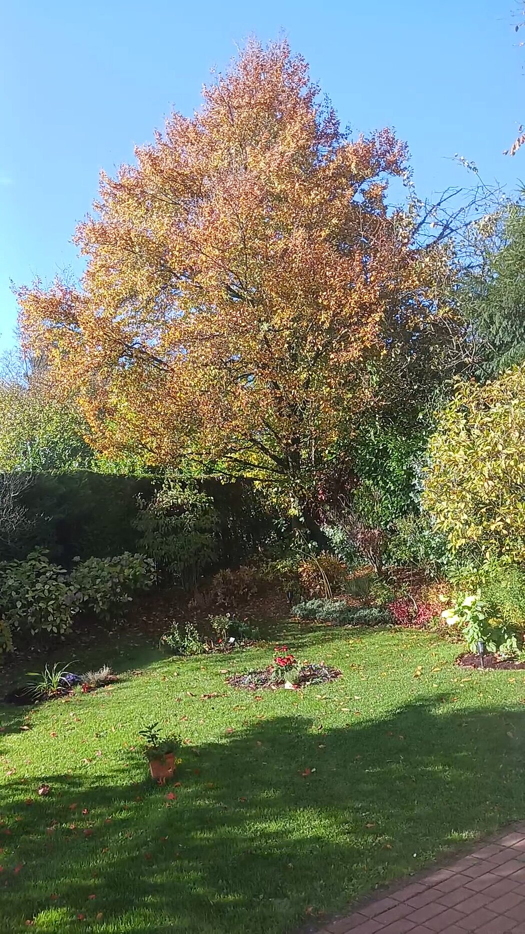 eine sehr alte Rotbuche