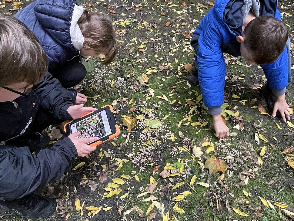 Kinder erforschen und entdecken Pflanzen in ihrem Quartier