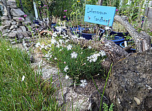 Sandbeet mit Sandnelke und altem Wurzelstock des Rhododendrons, die Eidechsenburg (Steinhaufen) im Hintergrund