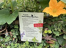 Infoschild "Projekt Naturkleingarten" mit Kürbisranke