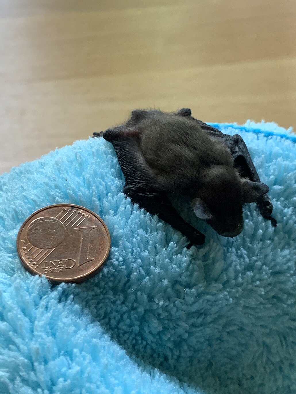 Vesperto Fledermausschutz_Duisburg_Tom Perkowski_2025 Fledermausbaby lieg auf hellblauen Tuch, danaeben 1 EUR-Cent als Heössenvergleich