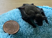 Vesperto Fledermausschutz_Duisburg_Tom Perkowski_2025 Fledermausbaby lieg auf hellblauen Tuch, danaeben 1 EUR-Cent als Heössenvergleich