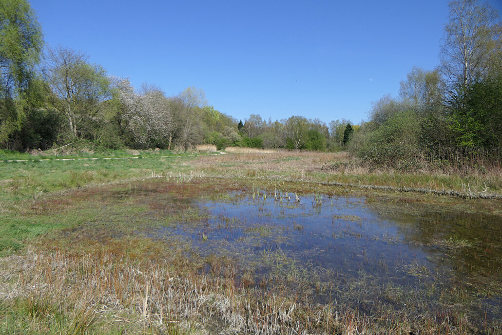 Biodiversitätsinsel Hestermanngebiet Recklinghausen Blick über das Feuchtwiesengelände. Im Vordergrund ist der Teich zu sehen.