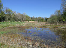 Biodiversitätsinsel Hestermanngebiet Recklinghausen Blick über das Feuchtwiesengelände. Im Vordergrund ist der Teich zu sehen.