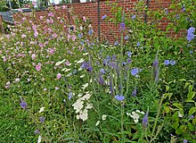 Horster Blütendreieck, Essen Heimische Stauden bieten Nahrung für Wildbienen und andere Insekten