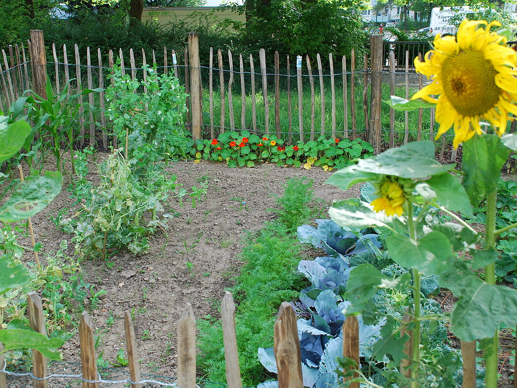 Blick auf eine eingezäunte Gartenparzelle