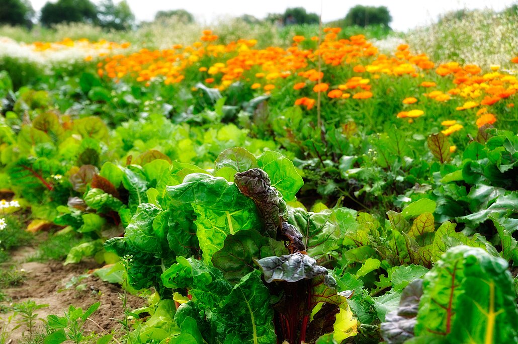 Mangold, Bete und Ringelblumen in Reihe
