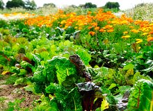 Mangold, Bete und Ringelblumen in Reihe
