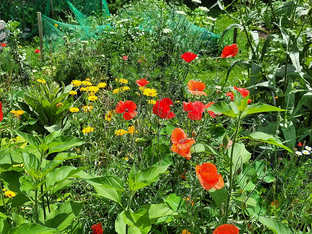 VestGarten Mohn
