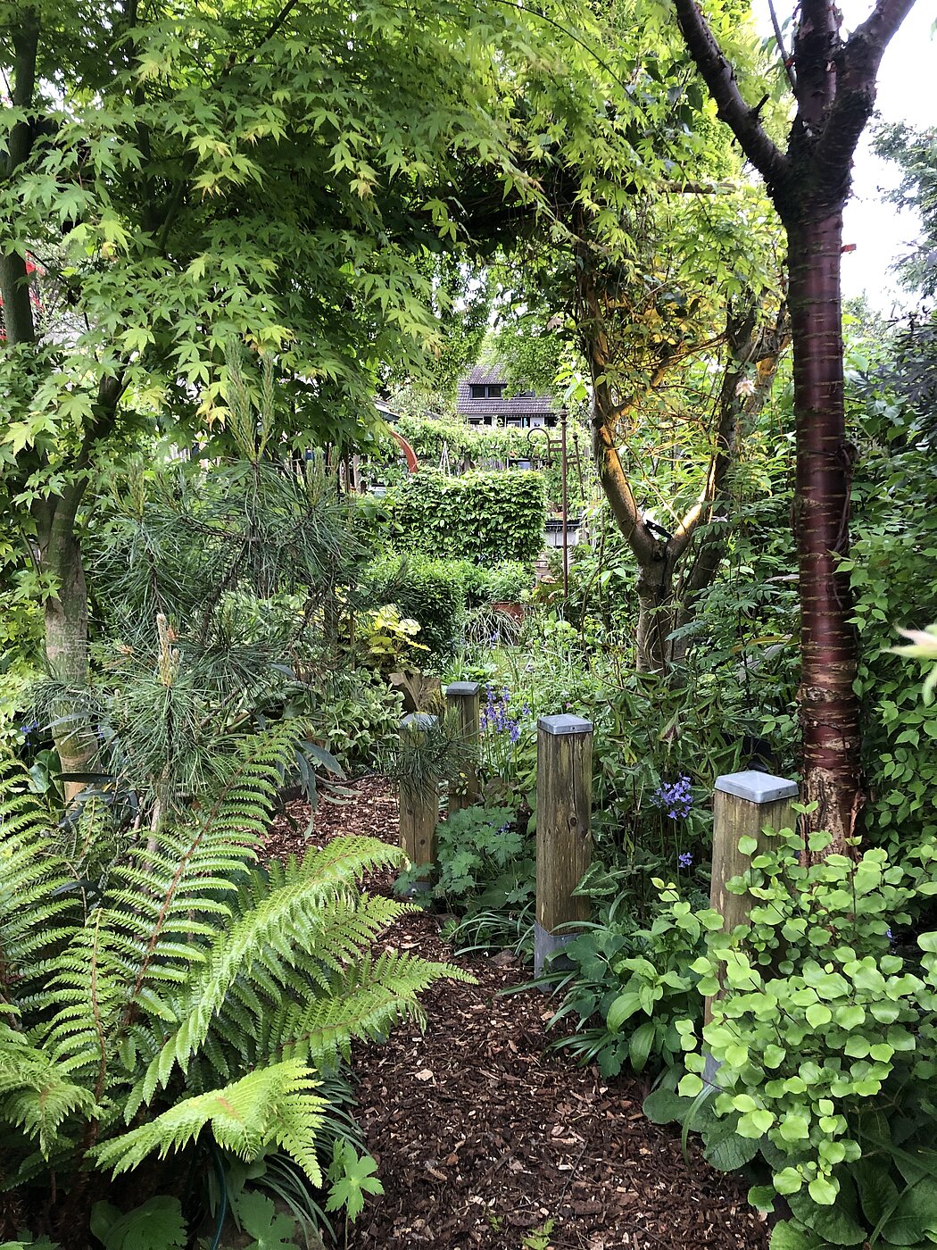 Bäume in einer Ecke eines Gartens im Sommer 