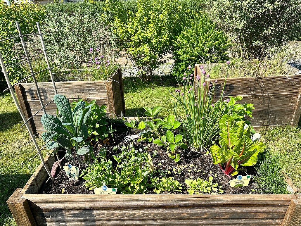 Hochbeet mit Gemüse im Genossenschaftsgarten Hochbeet mit Gemüse im Genossenschaftsgarten