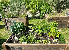 Hochbeet mit Gemüse im Genossenschaftsgarten Hochbeet mit Gemüse im Genossenschaftsgarten