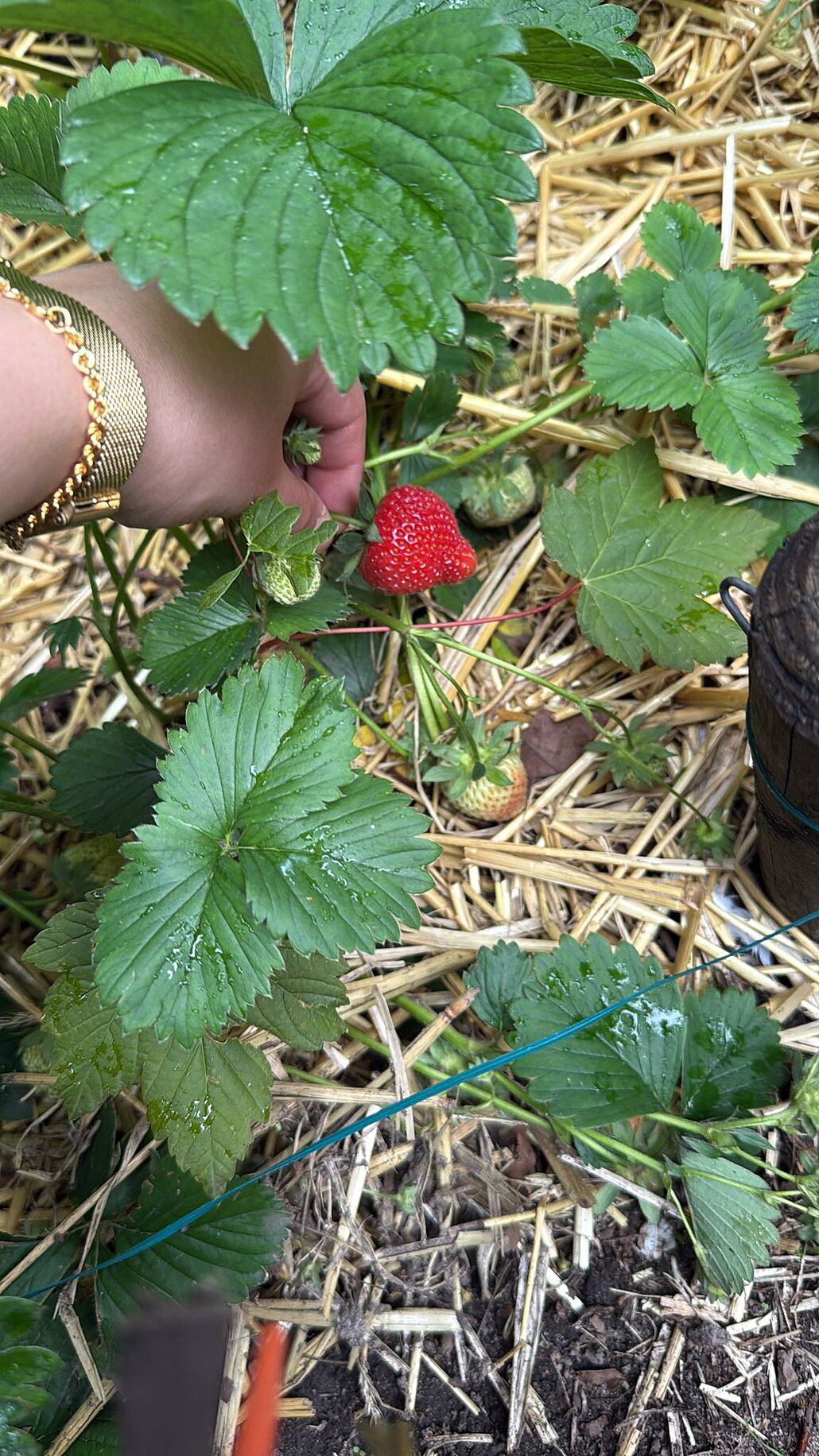 Schrebergarten-Bienenreich_WGD Mitte_2026 Erdbeerernte