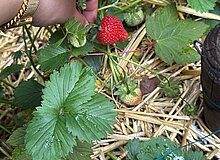 Schrebergarten-Bienenreich_WGD Mitte_2026 Erdbeerernte