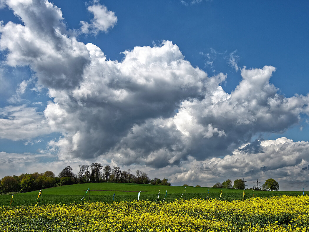 Gelb blühendes Rapsfeld am Mechtenberg