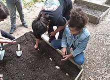 Schrebergarten-Bienenreich_WGD Mitte_2026 Kartoffelaussaat