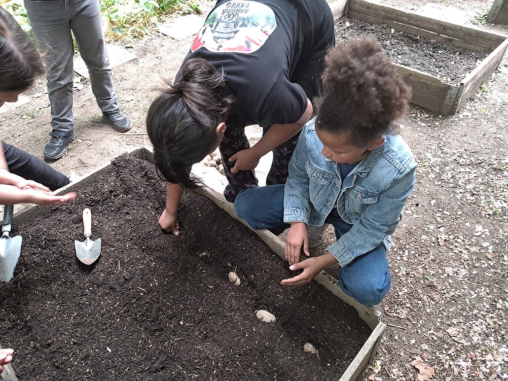 Schrebergarten-Bienenreich_WGD Mitte_2026 Kartoffelaussaat