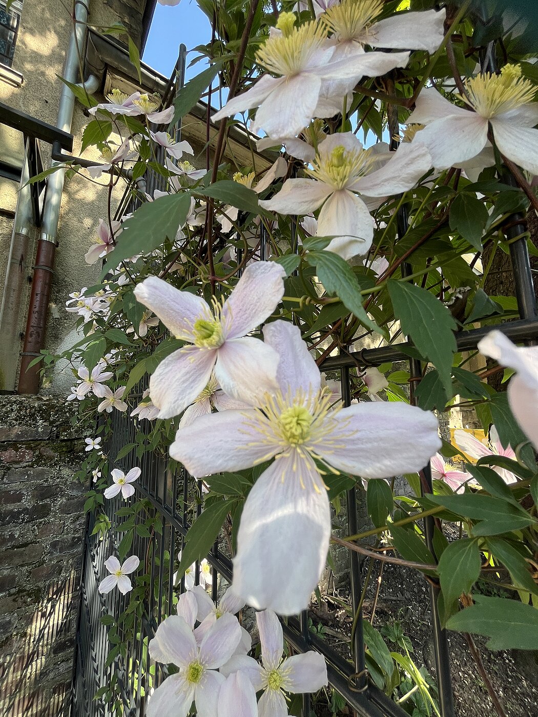 Clematis