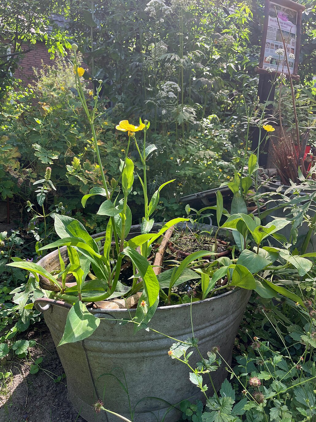 Mini-Teich man sieht eine bepflanzte Zinkwanne