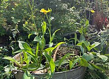 Mini-Teich man sieht eine bepflanzte Zinkwanne