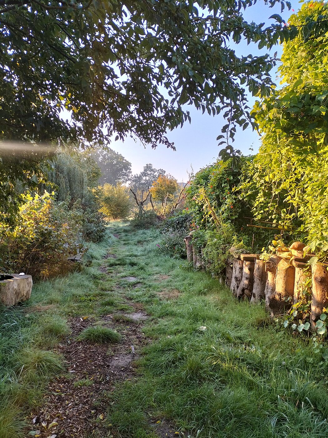 Sommermorgen im Gemeinschaftsgarten Hof Bergmann 