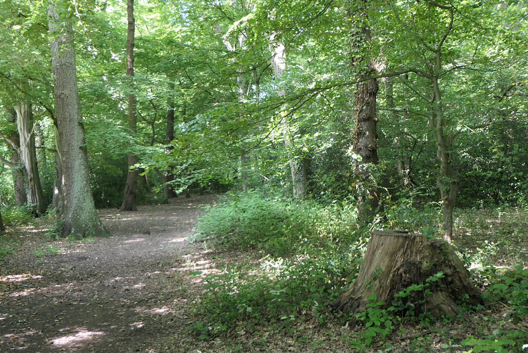 Biodiversitätsinsel Hestermanngebiet Recklinghausen Wald