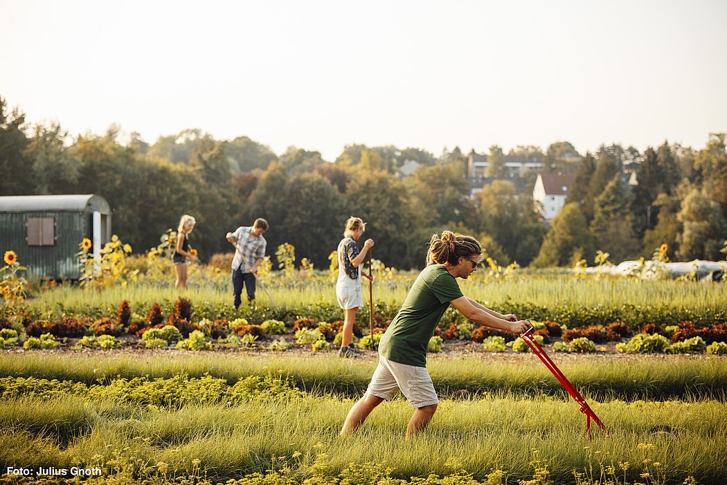 Auf dem Bild ist das Anbauteam der Solawi MH mit einer Radhacke und anderen klassischen Market Gardening Geräten bei der Arbeit zu sehen.