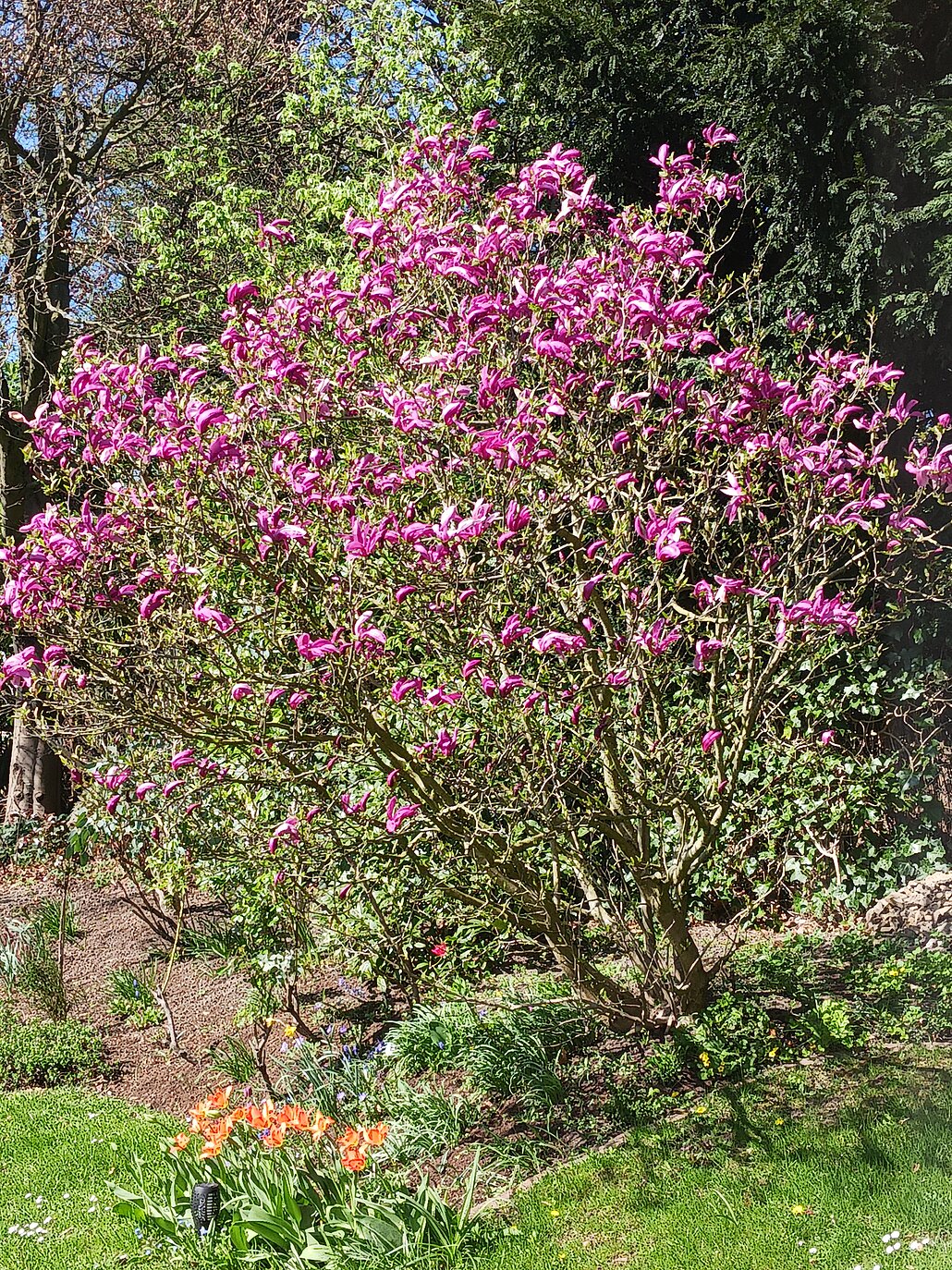 Magnolie kurz vor der rosa Blüte