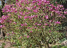 Magnolie kurz vor der rosa Blüte