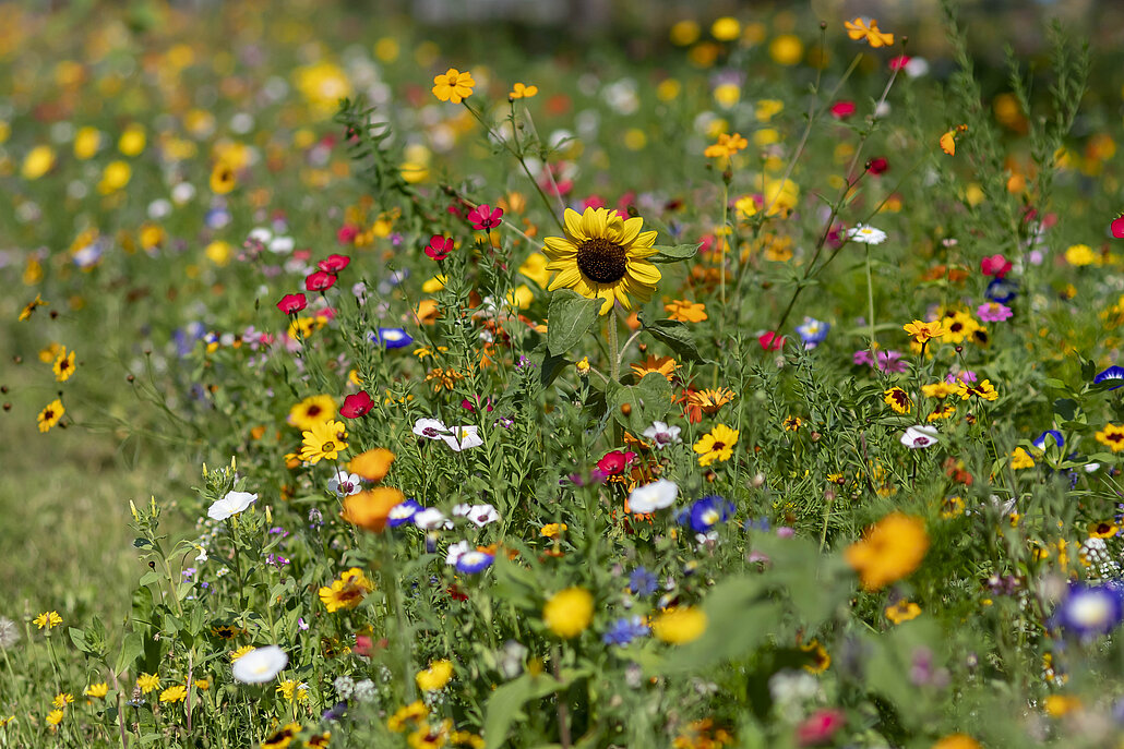 Bunt blühende Wiese
