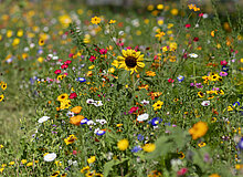 Bunt blühende Wiese