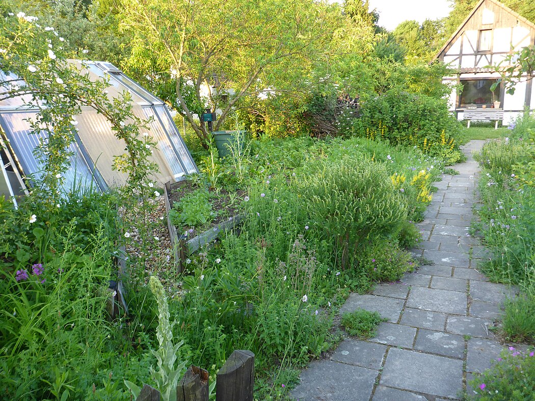 Es sind der Weg begleitet von heimischen Stauden, das Gewächshaus, das Gartenhaus und die Gemüsebeete und Obstbäume zu sehen., 