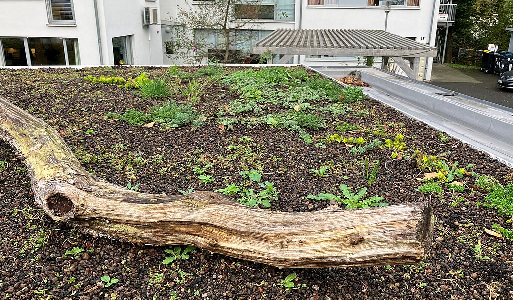 Dachbegrünung Zu sehen ist ein Fachdach mit Pflanzgranulat. Diese ist mit sukulenten Pflanzen begrünt. Im Vordergrund befindet sich ein bemoster Ast