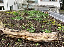 Dachbegrünung Zu sehen ist ein Fachdach mit Pflanzgranulat. Diese ist mit sukulenten Pflanzen begrünt. Im Vordergrund befindet sich ein bemoster Ast