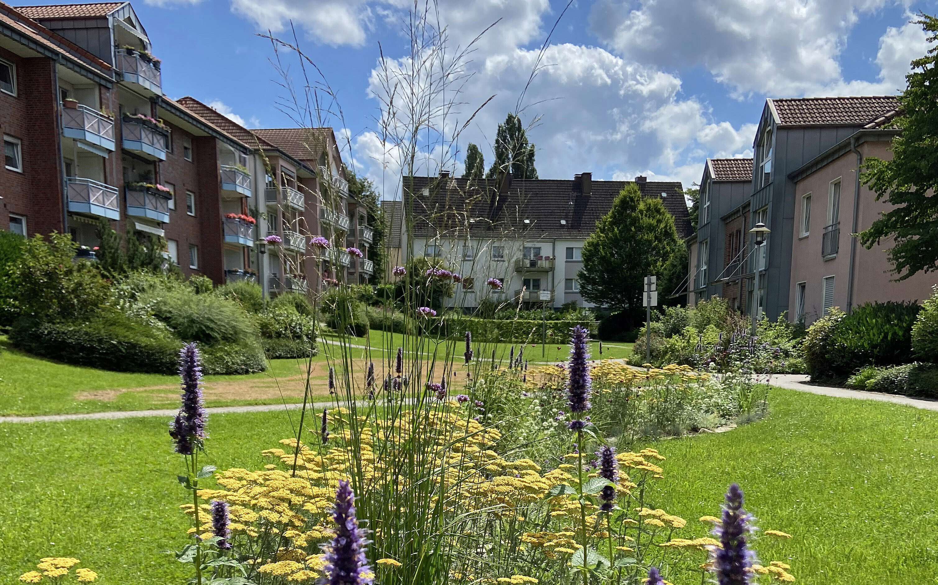 Blühwiese auf Tiefgarage Eine Blühwiese auf einer Tiefgarage