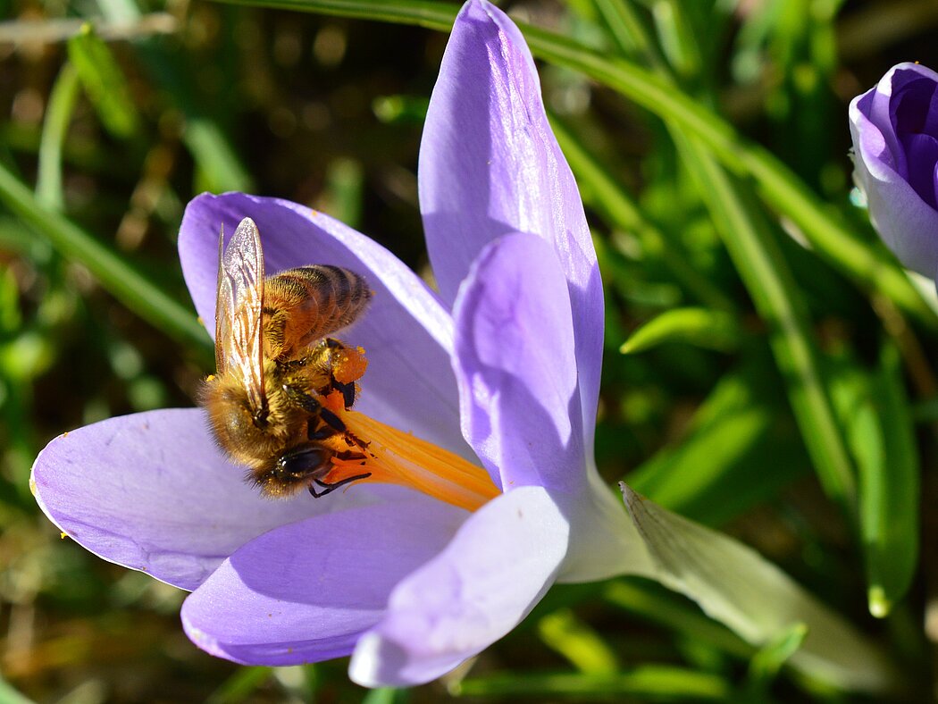 Biene auf Nektarsuche auf Krokusblüte