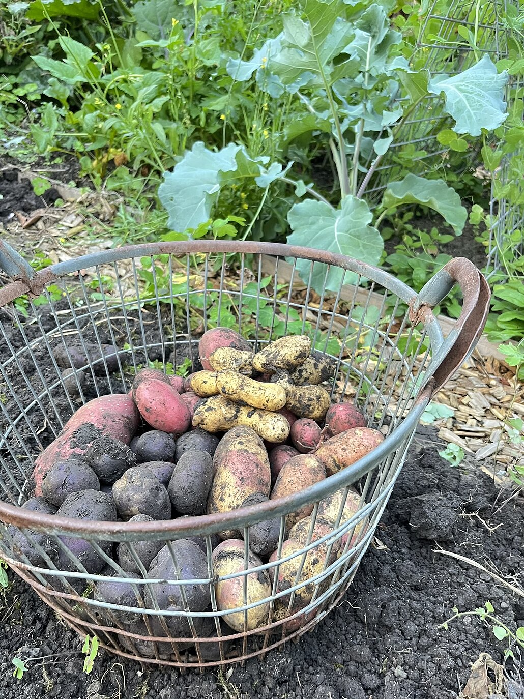 verschiedenfarbige geerntete Kartoffeln in einem Drahtkorb
