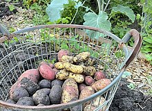 verschiedenfarbige geerntete Kartoffeln in einem Drahtkorb