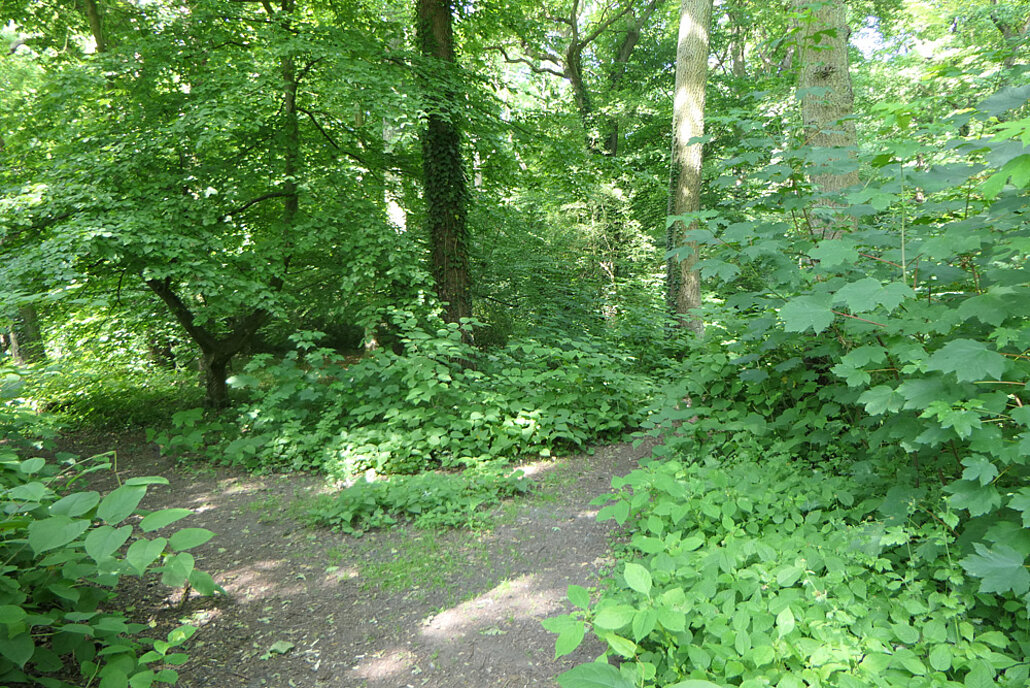Biodiversitätsinsel Hestermanngebiet Recklinghausen Ein Blick in das Hestermannwäldchen mit seinem alten Baumbestand aus Buchen, Eichen