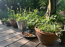 Töpfe Man sieht bepflanzte Töpfe