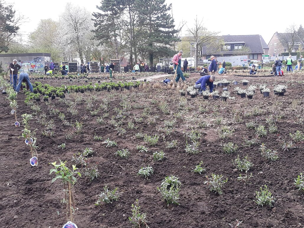 Erste große Pflanzaktion 