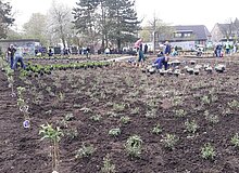 Erste große Pflanzaktion 