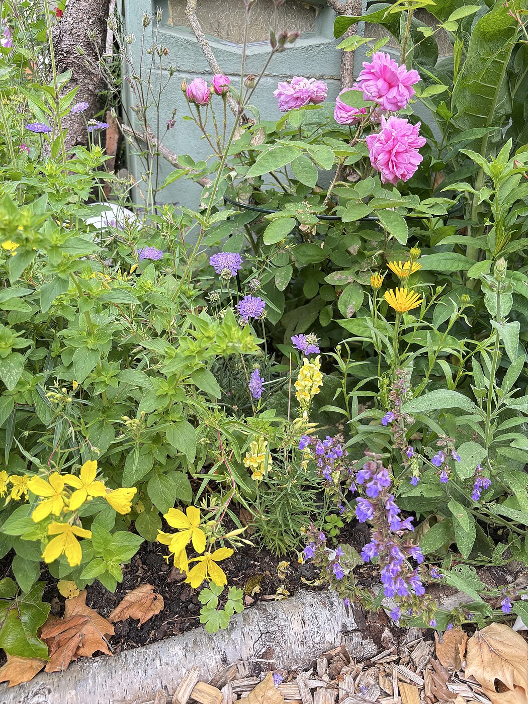 Bunte Mischung aus Blumen, Stauden und Rosen