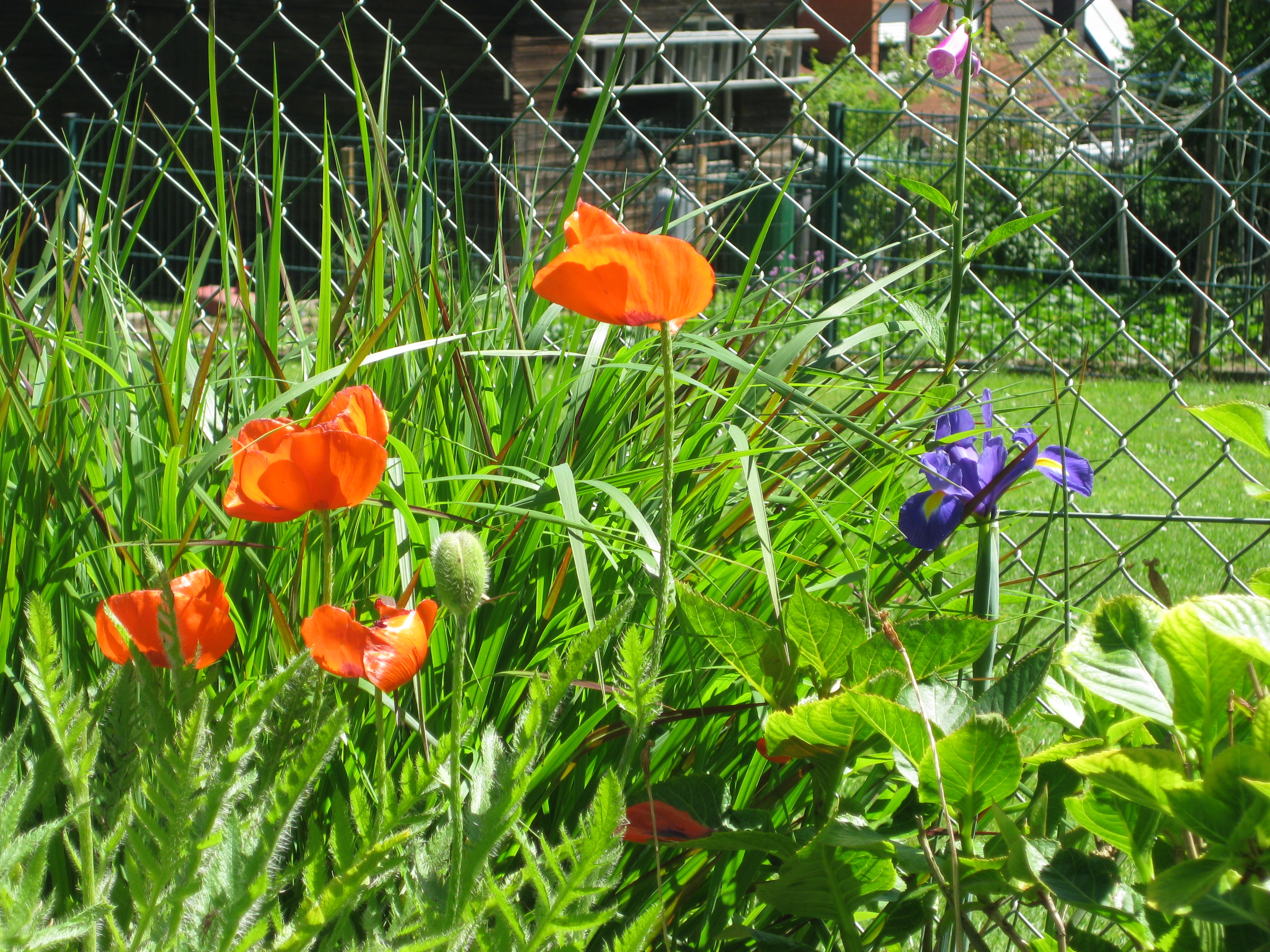 Unterschiedliche Blumen