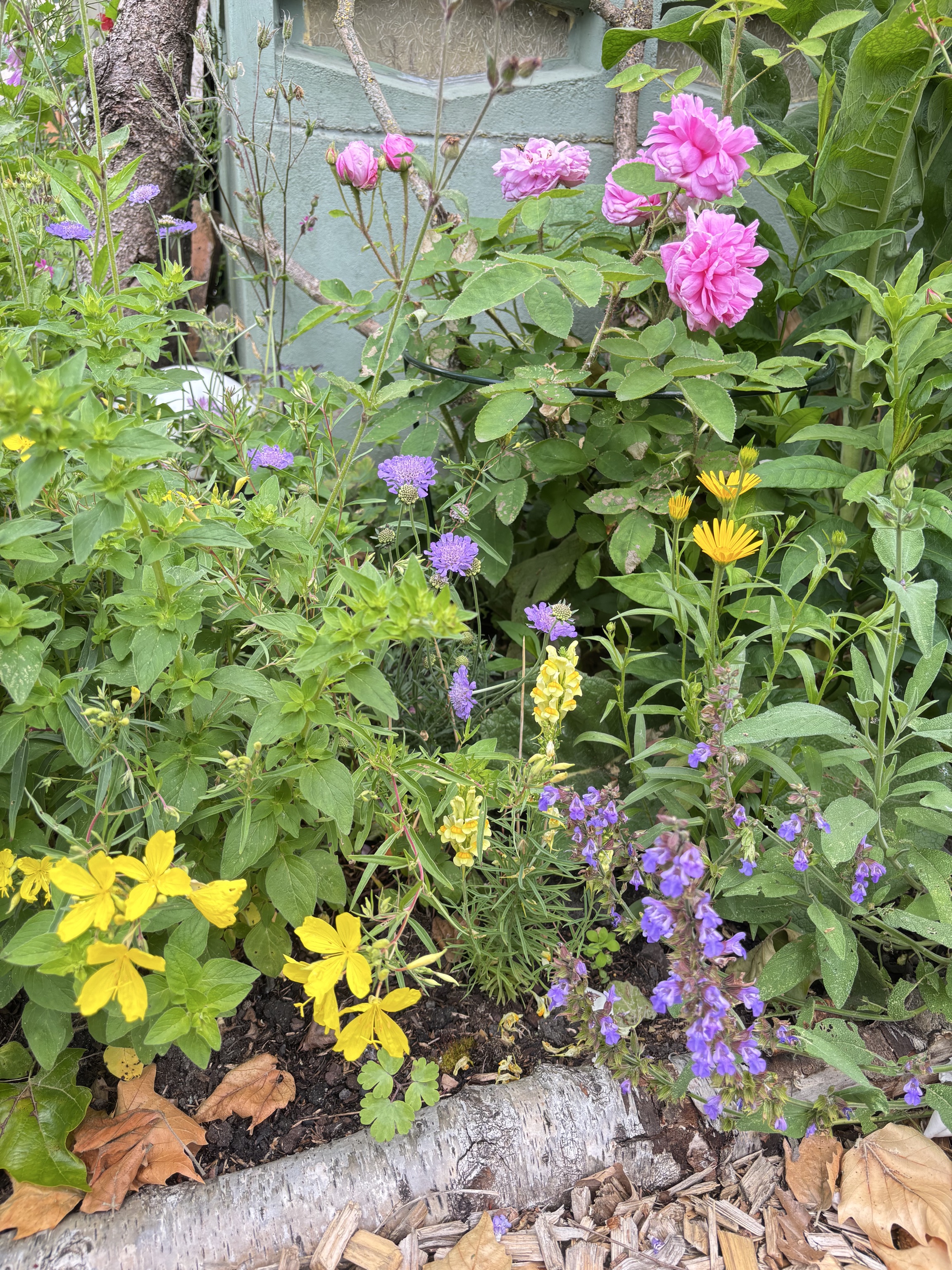 Bunte Mischung aus Blumen, Stauden und Rosen